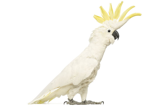 Cacatúas: unas ‘punkis’ que quieren cariño